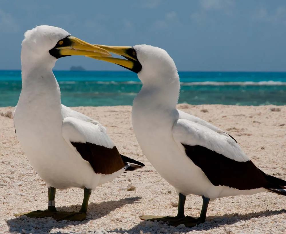 5. Many Birds Can Plan For Tomorrow Instead Of Just Living In The Moment (USFWS Headquarters, Flickr, CC BY 2.0)