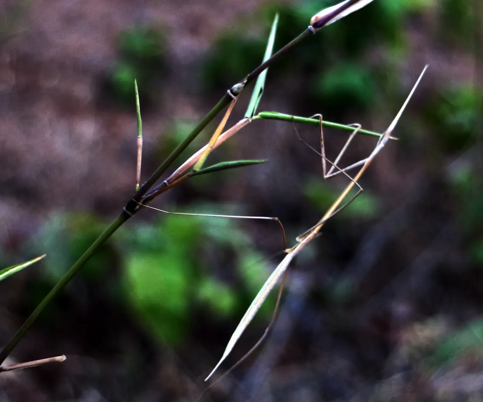 5. Stick Insects: Masters of the Slow-Motion Disguise (Image Credits: Wikimedia)