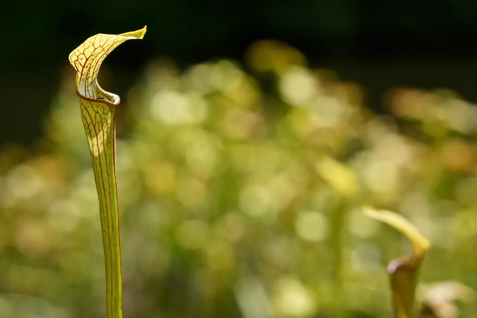 1. Airborne Chemical Warnings: The Language of Volatile Compounds (Mountain sweet pitcher plantUploaded by AlbertHerring, Public domain)