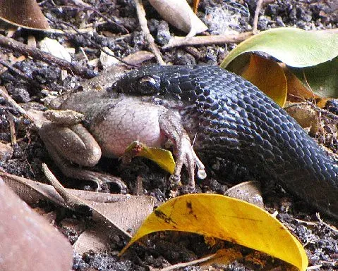 #10: Frogs Known From Snake Stomach Contents (kthypryn, Flickr, CC BY 2.0)