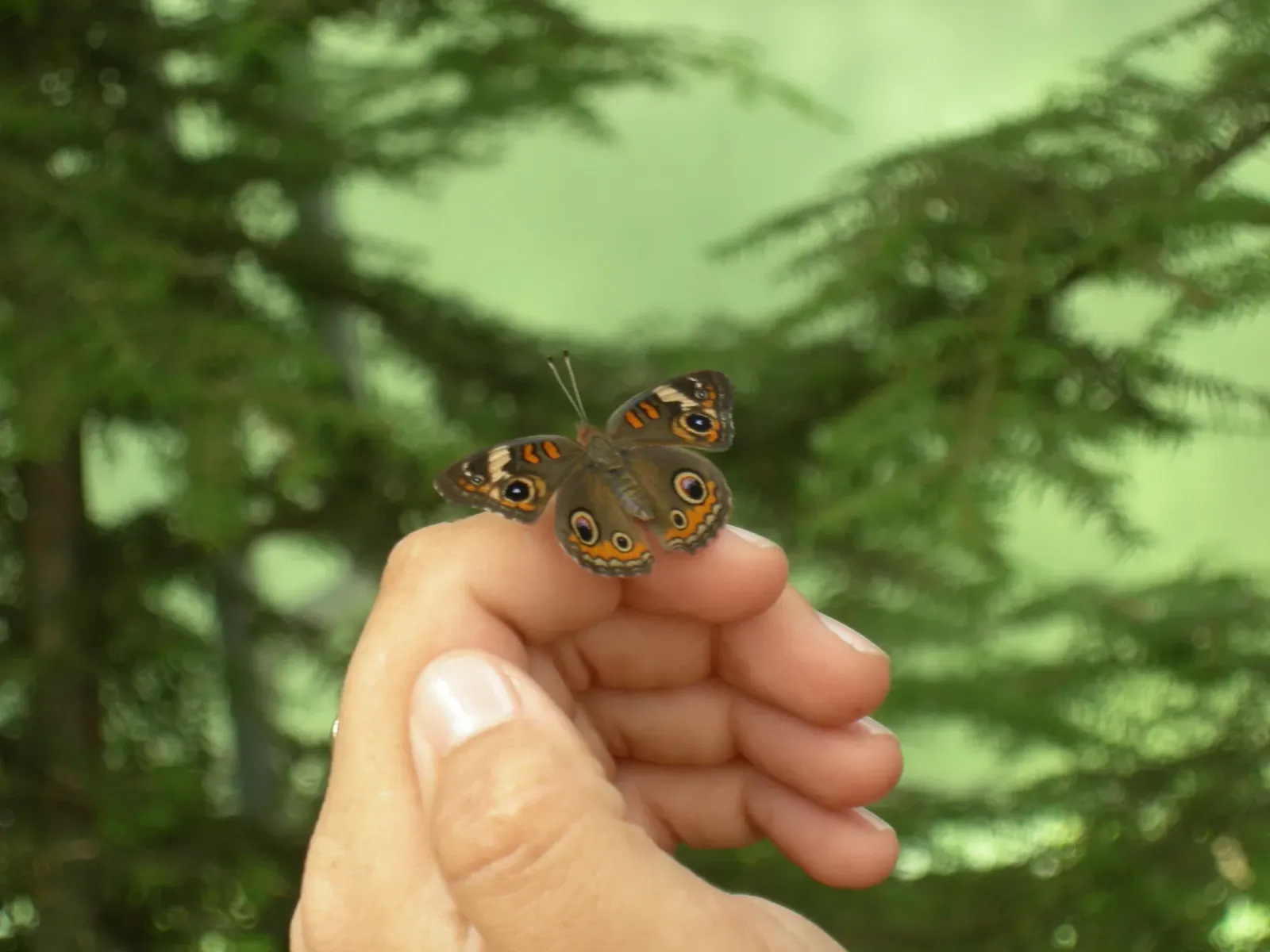 Why These Mysteries Matter (Image Credits: Wikimedia)