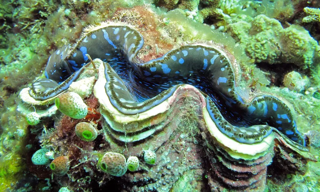 Conclusion: Seeing the Giant Clam with New Eyes (Bernard DUPONT, Flickr, CC BY-SA 2.0)