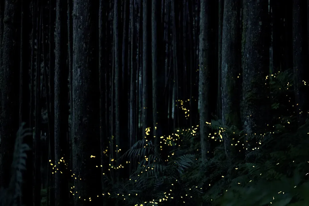 10. Fireflies Make You Feel Something for a Reason (Image Credits: Unsplash)