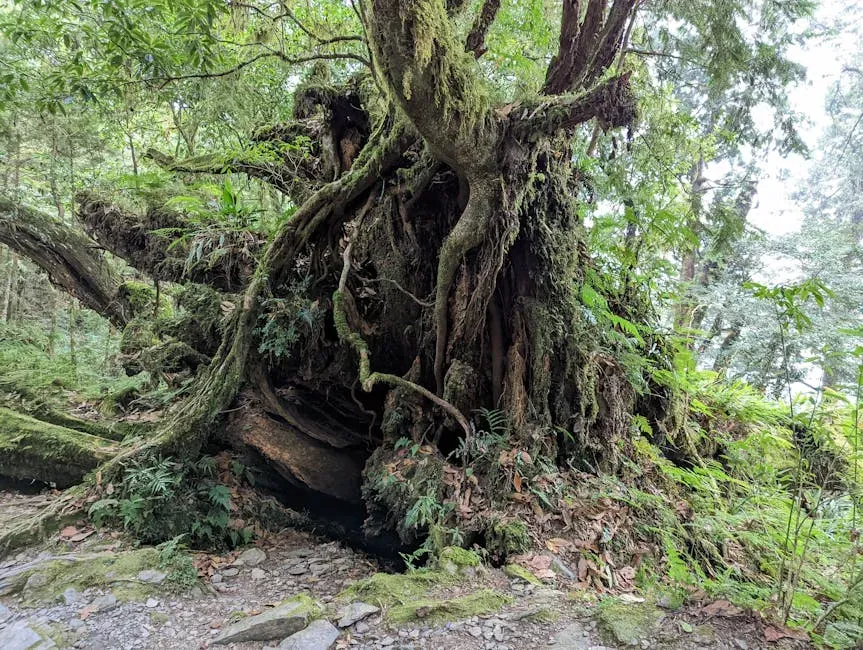 7. Mother Trees and the Nurturing of Seedlings (Image Credits: Pexels)