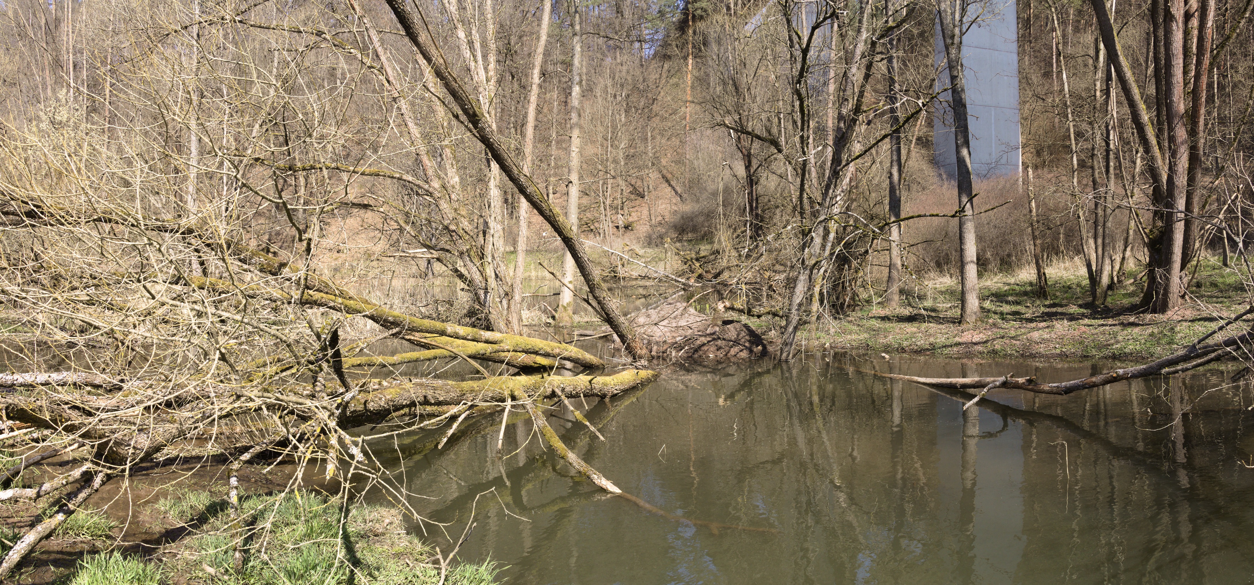 Wildlife Comebacks and Cold-Water Lifelines (Image Credits: Wikimedia)