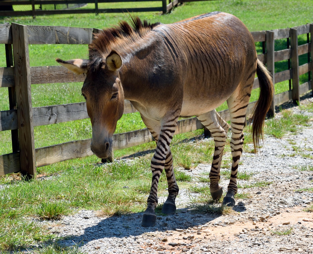 Zonkeys and Zorses - Equine Mash-ups (Image Credits: Pixabay)