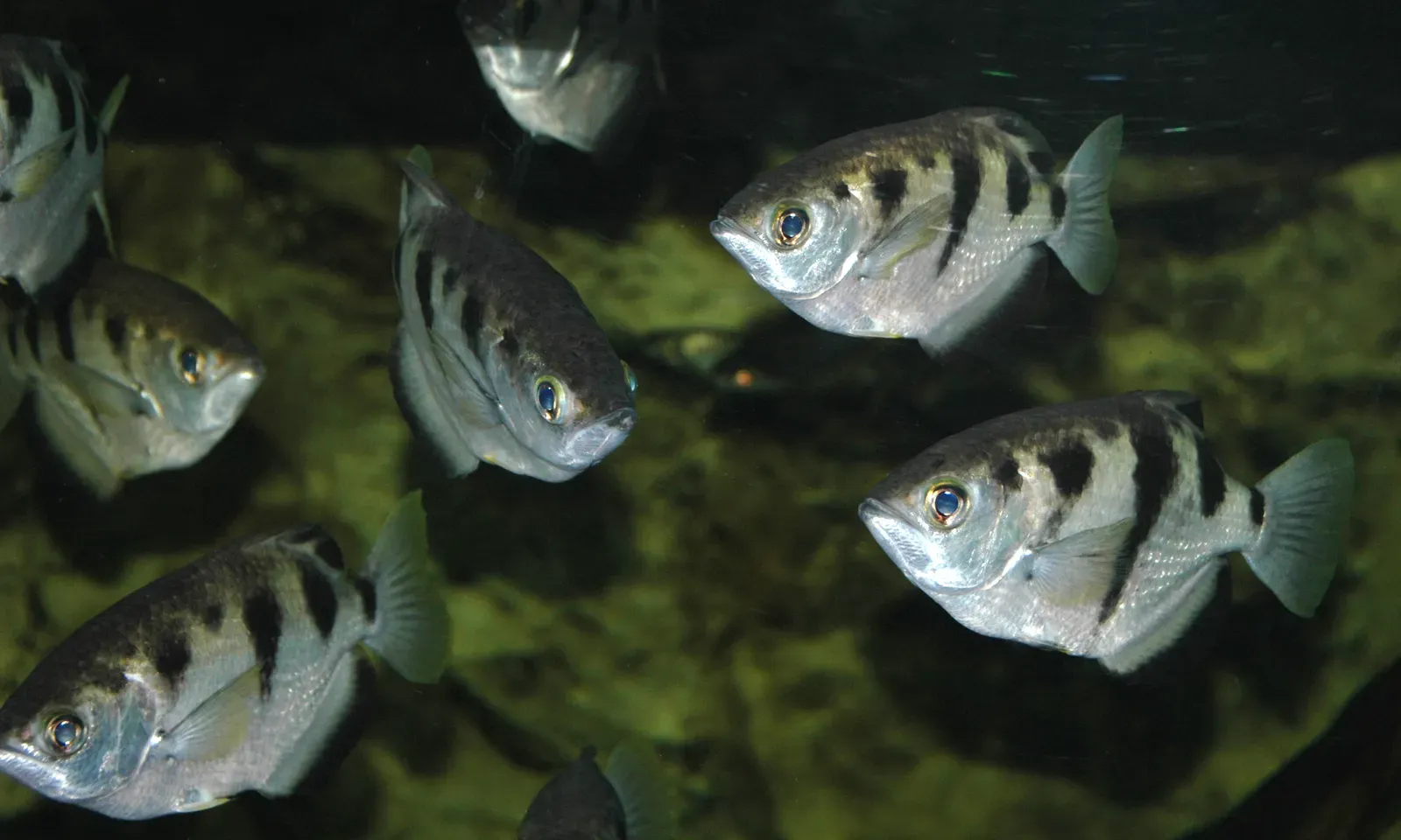 7. Archerfish: Snipers That Use Physics Above the Waterline (Toxotes jaculatrix (banded archerfish) 4, CC BY 2.0)