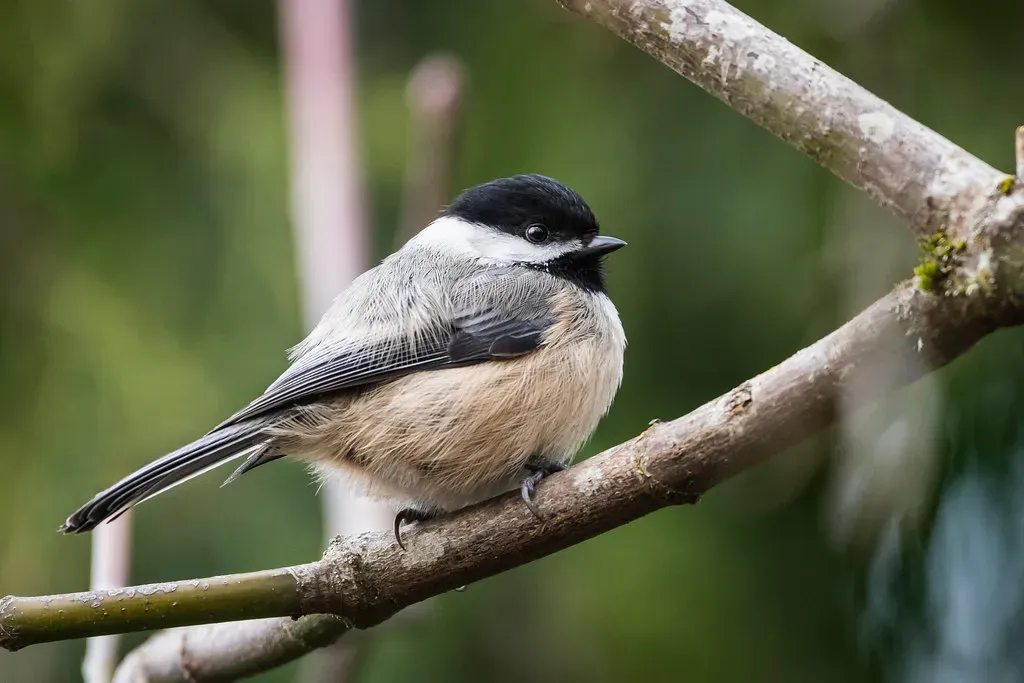 7. They Lead Mixed-Species Flocks Like Tiny Forest Guides (Colin Durfee, Flickr, CC BY 2.0)