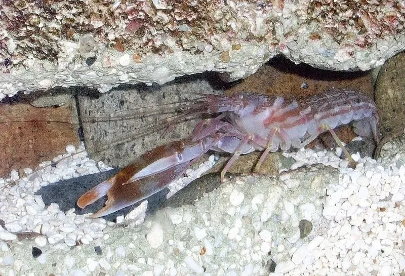 The Pistol Shrimp With a Sonic “Gun” for an Arm (Image Credits: Wikimedia)