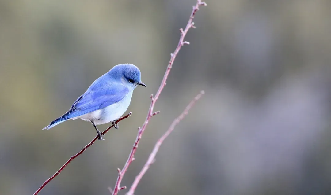 Bluebirds, Seasons, and the Promise of Renewal (Image Credits: Unsplash)