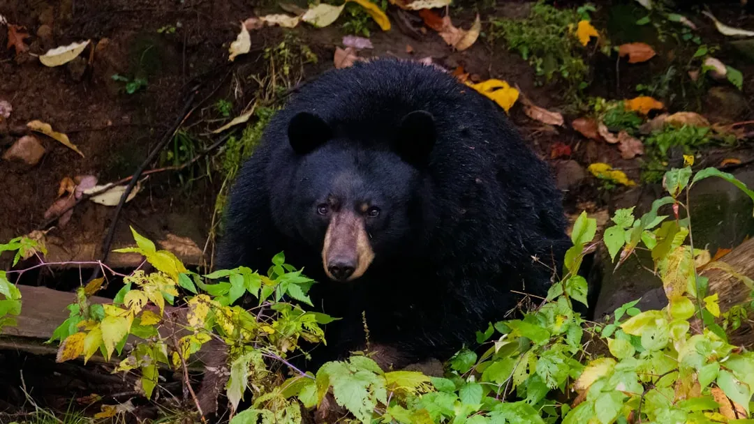 Scorpio: The American Black Bear (Image Credits: Unsplash)