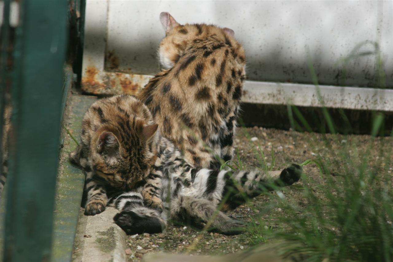 The Black-Footed Cat: Africa's Tiny Terror (Image Credits: Wikimedia)