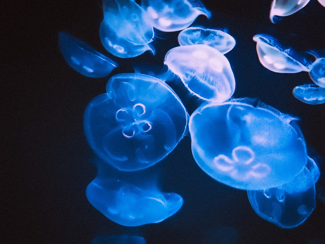 Ocean Migrations Follow Lunar Schedules (Image Credits: Unsplash)