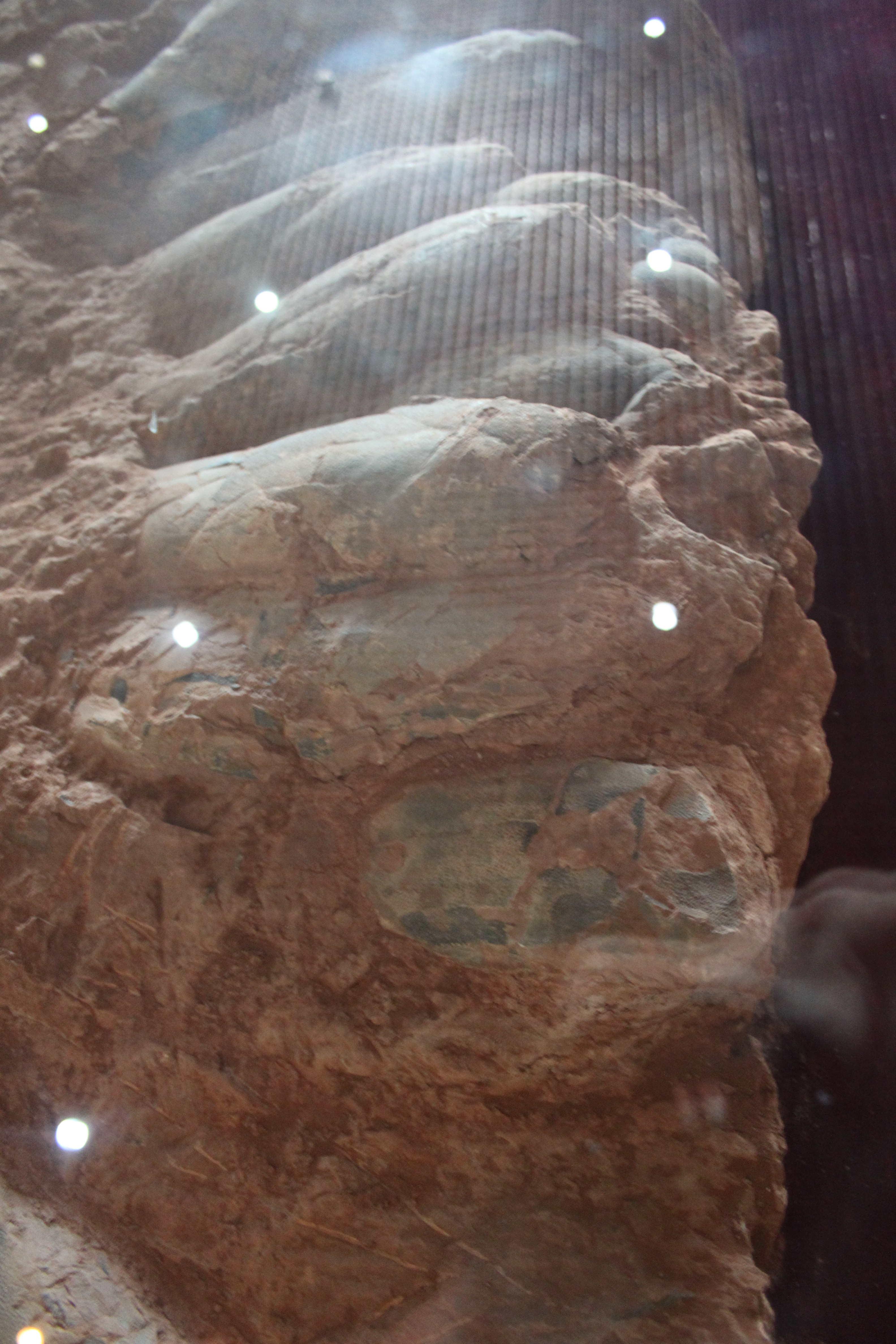 Inside the Eggs and Around the Nests (Image Credits: Wikimedia)