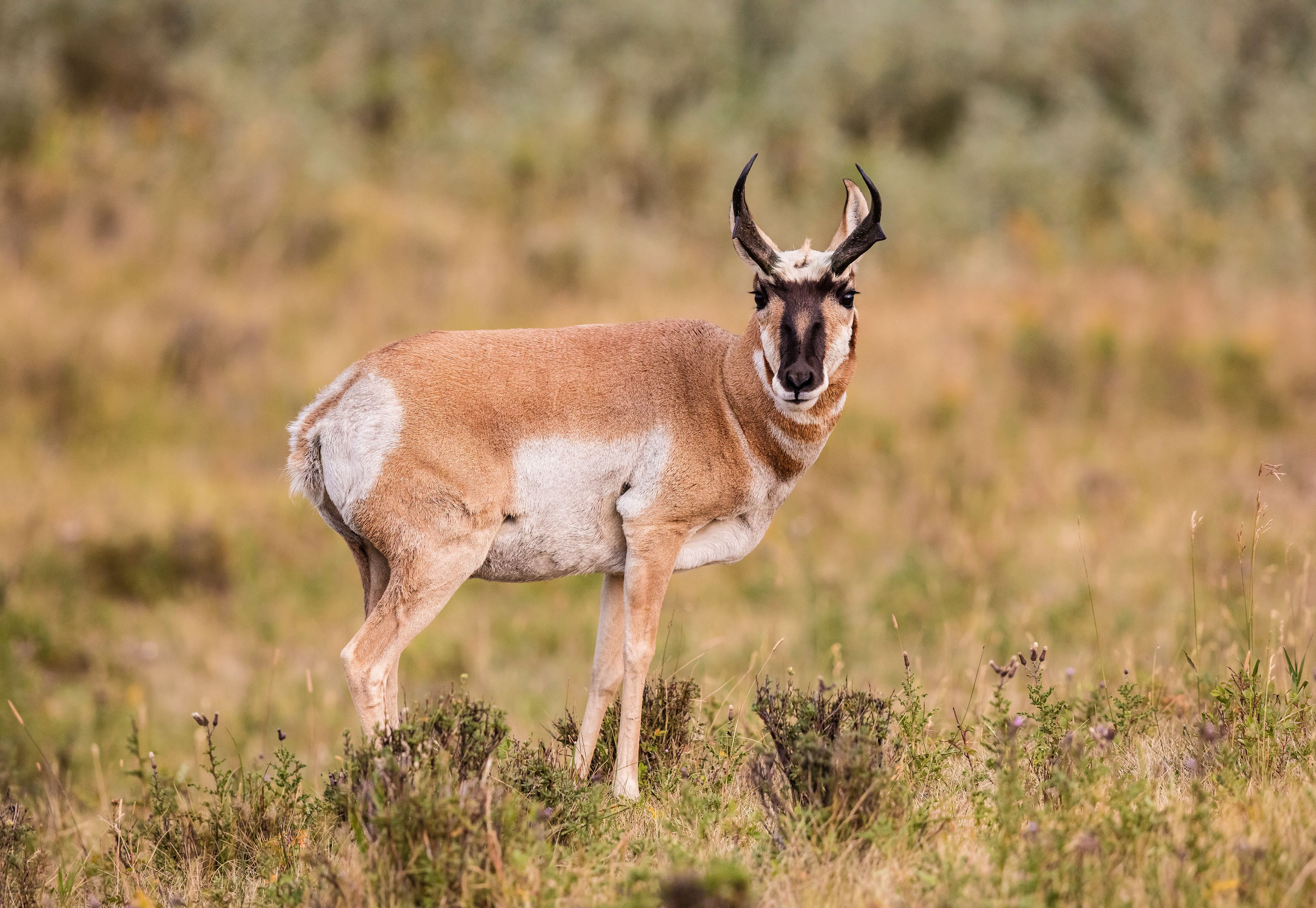 Monitoring Technology Guides Conservation Decisions (Image Credits: Wikimedia)