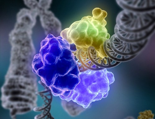 What Genetics Reveals (Image Credits: Wikimedia)