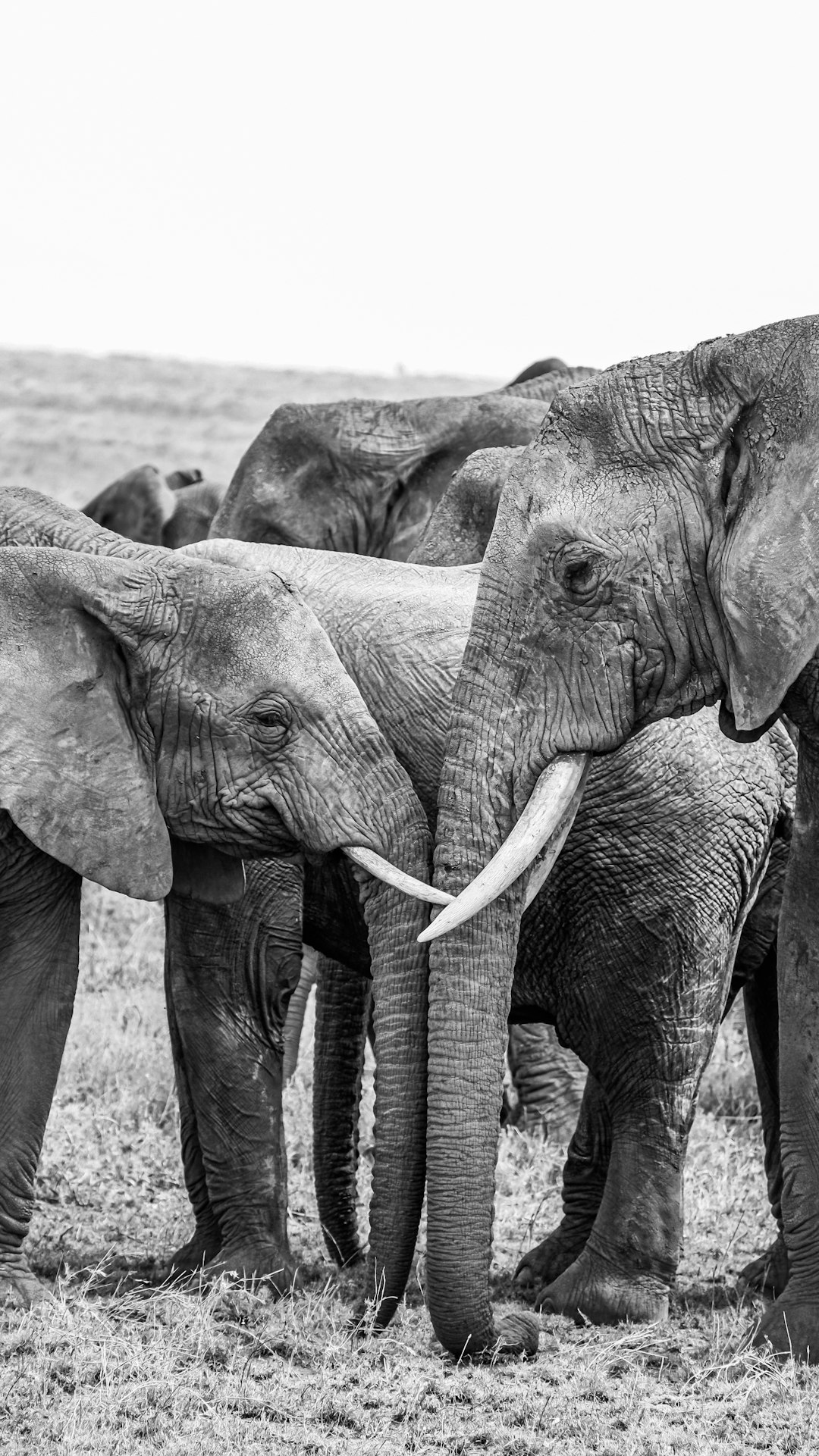 Elephant Memory, Elephant Judgment (Image Credits: Unsplash)