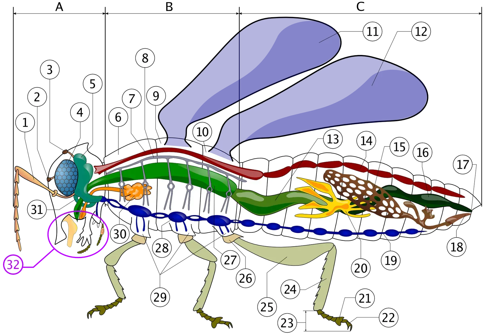 The Hidden Clues: When Brains Behave Like Receivers (Image Credits: Wikimedia)