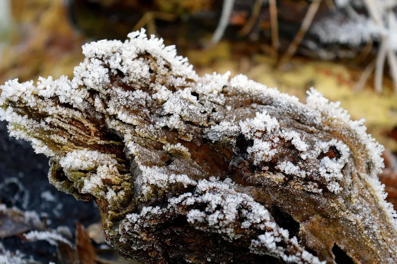 #4 Tree Roots And Buried Wood Pushed Into View (Image Credits: Pixabay)