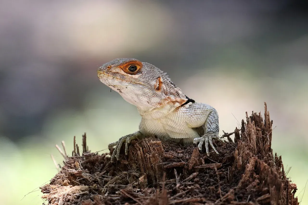 A Fighting Chance for the Future (Image Credits: Pixabay)