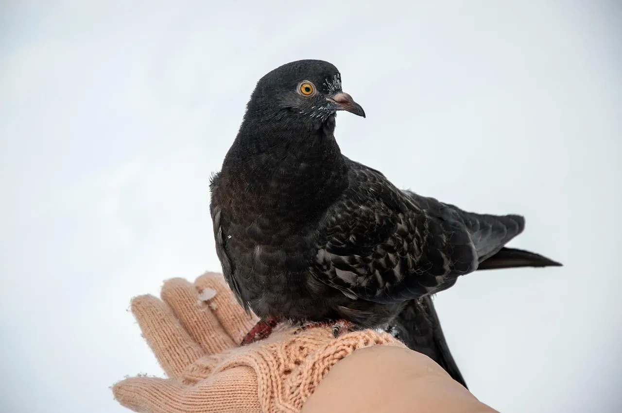 How Do You Actually Teach a Pigeon a “Concept”? (Image Credits: Pixabay)