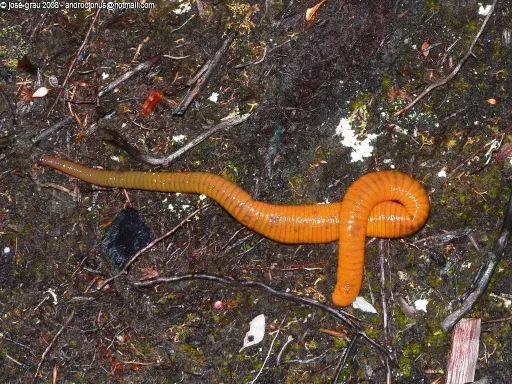 8. Giant Palouse Earthworm – The Underground Legend That Wasn’t Gone (Own work (Original text: self-made), CC BY-SA 3.0)
