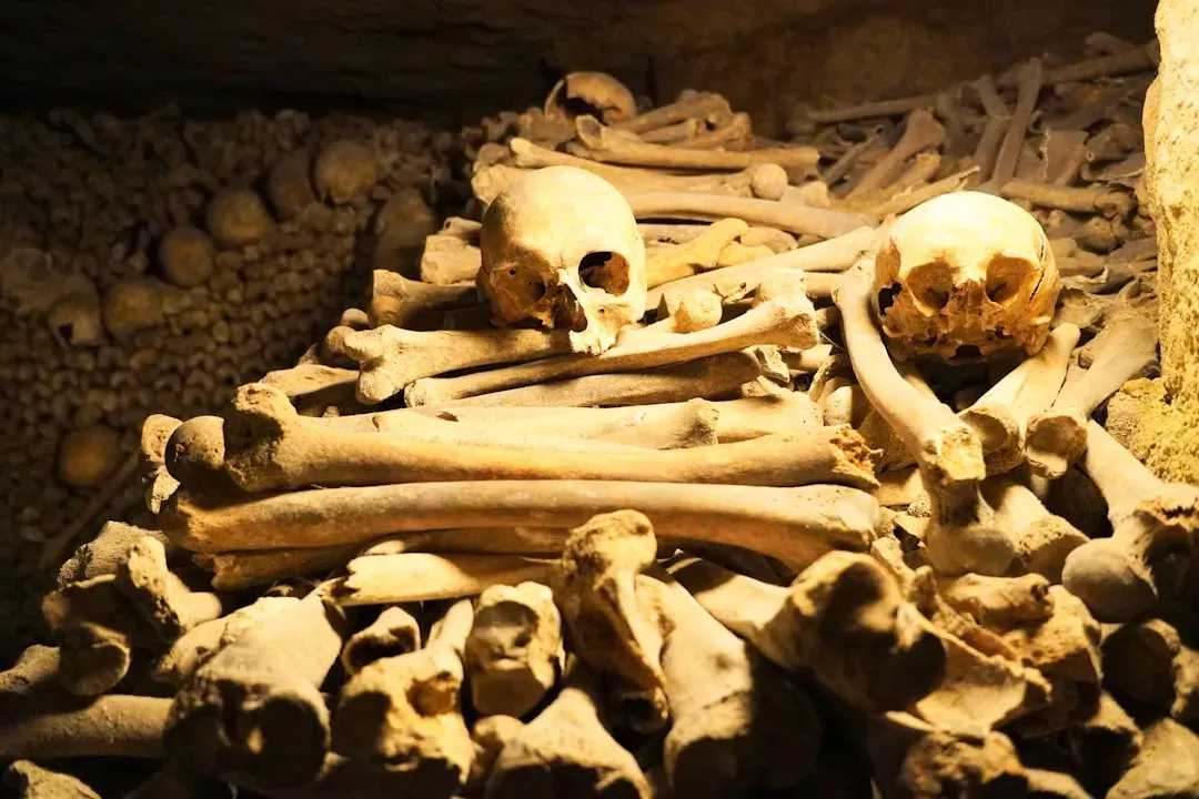 #1 - The Unlabeled Box of Bones That Changed an Entire Story (Image Credits: Unsplash)