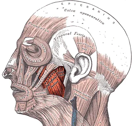 There's a Hidden Layer in Your Jaw Muscle (Image Credits: Wikimedia)