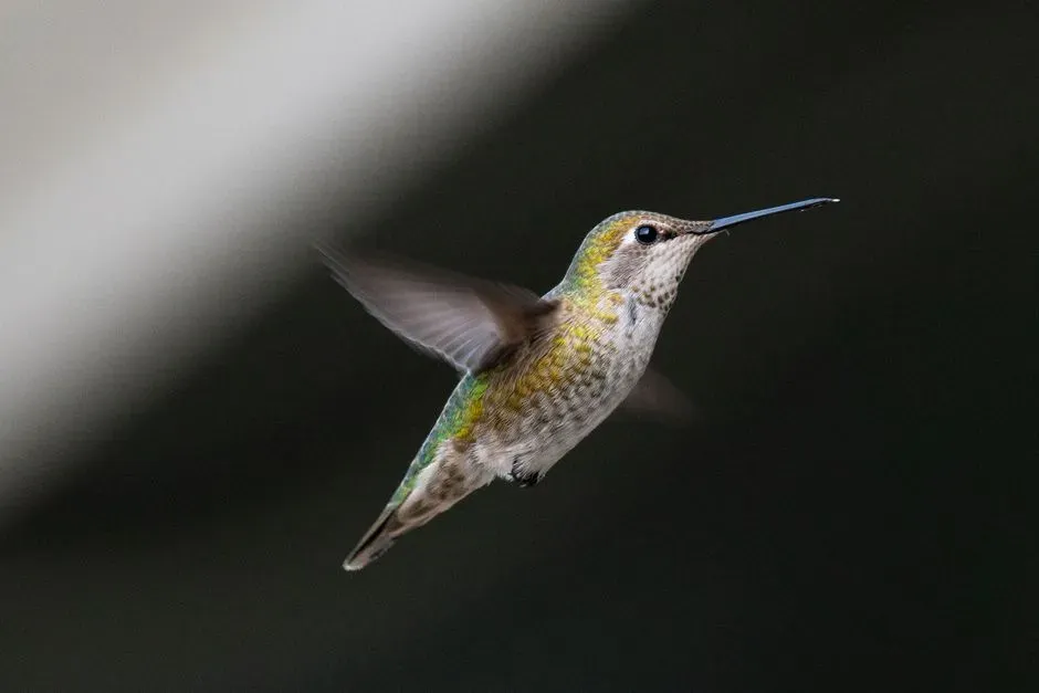 #1 - They Push the Definition of What a "Bird" Even Is (Image Credits: Pexels)
