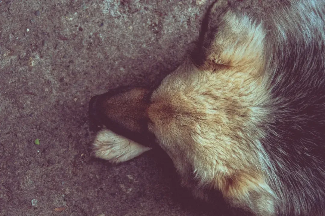 #17 - There's Still No Agreed Scientific Definition of "Grief" (Image Credits: Unsplash)