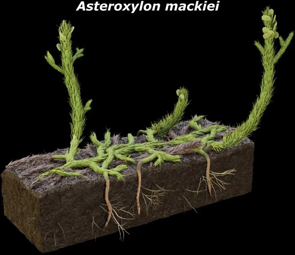 3. Asteroxylon: The First Steps Toward Roots and Leaves (An evidence-based 3D reconstruction of Asteroxylon mackiei, the most complex plant preserved from the Rhynie chert https://elifesciences.org/articles/69447#s3, CC BY 4.0)