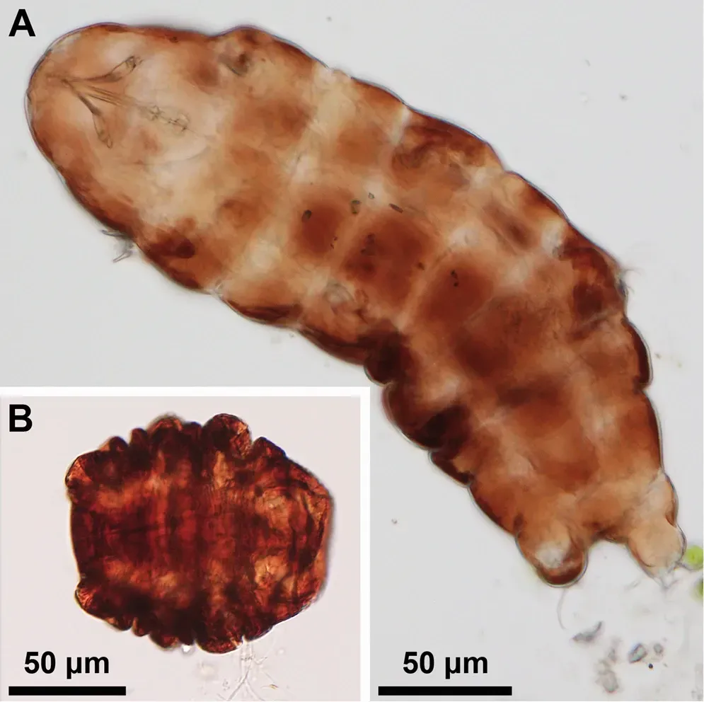 5. Slowed‑Down Time: Metabolism Near Zero (By Ricardo Cardoso Neves, Lykke K. B. Hvidepil, Thomas L. Sørensen-Hygum, Robyn M. Stuart & Nadja Møbjerg, CC BY 4.0)