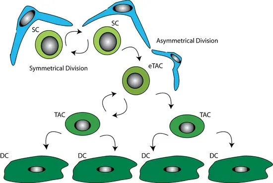 6. Regenerative Medicine and Stem Cells: Repairing Instead of Replacing ([1] Direct
StemBook Figure 4 Illustration of stem cell control by the niche.Secker, G.A., and Daniels, J.T., Limbal epithelial stem cells of the cornea (June 30, 2009), StemBook, ed. The Stem Cell Research Community, StemBook, doi/10.3824/stembook.1.48.1, http://www.stembook.org., CC BY 3.0)