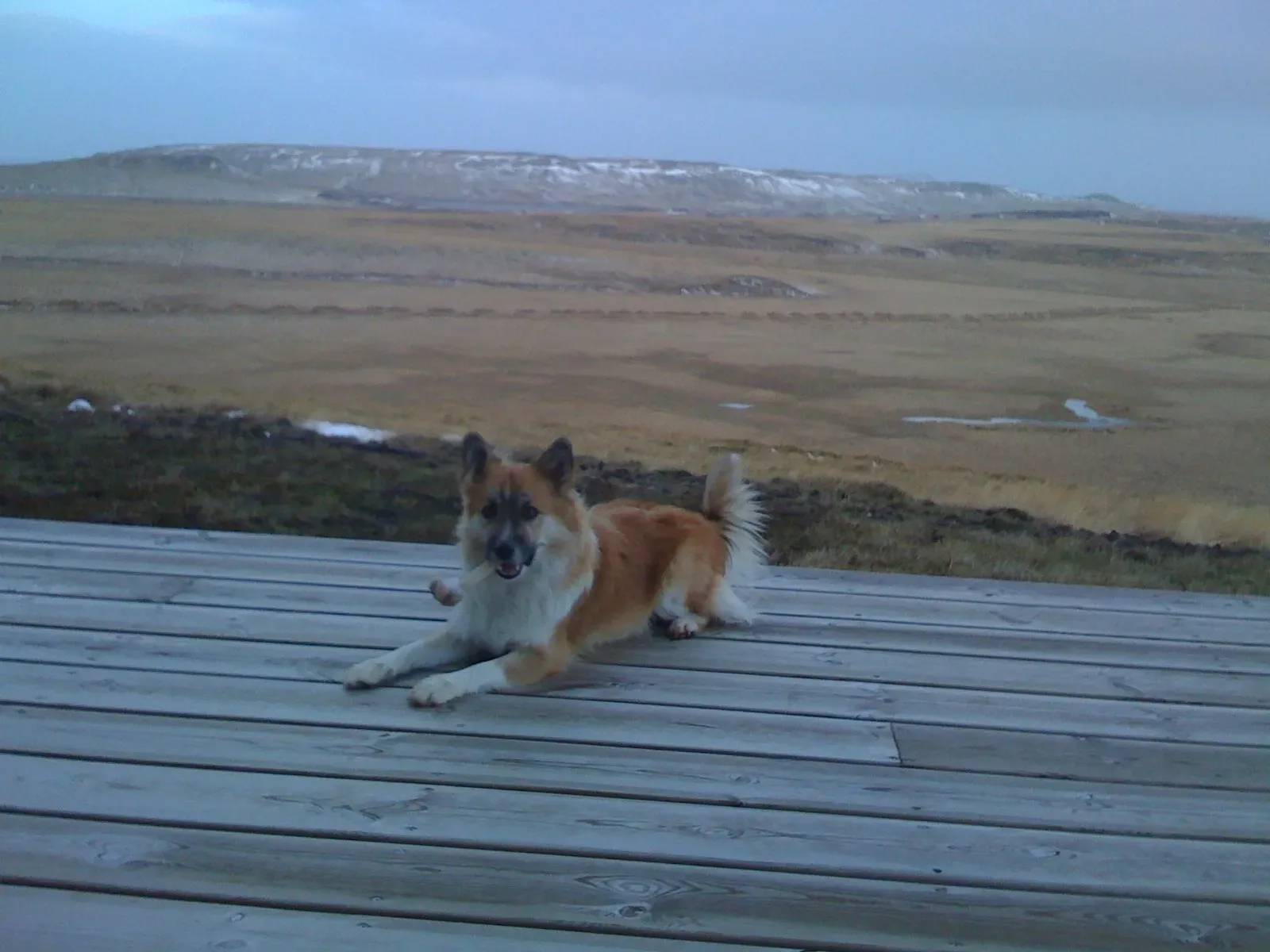 Gemini (May 21 – June 20) vs. The Extremely Independent, Aloof Types (Image Credits: Wikimedia)