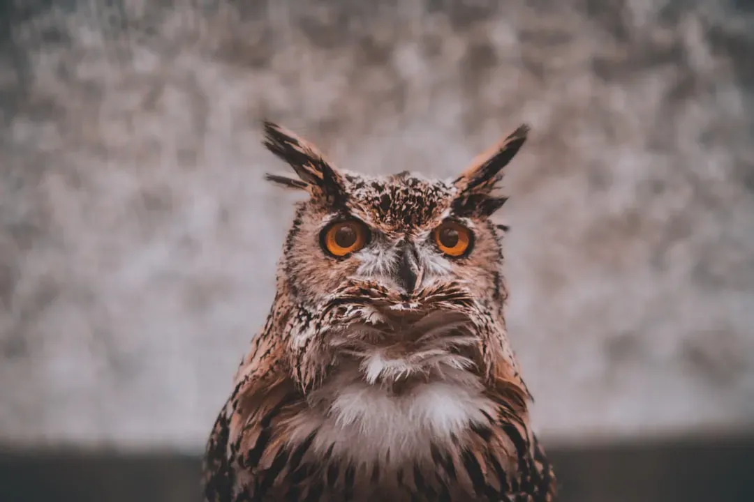 How You Can Use Your Owl Energy in Real Life (Image Credits: Unsplash)