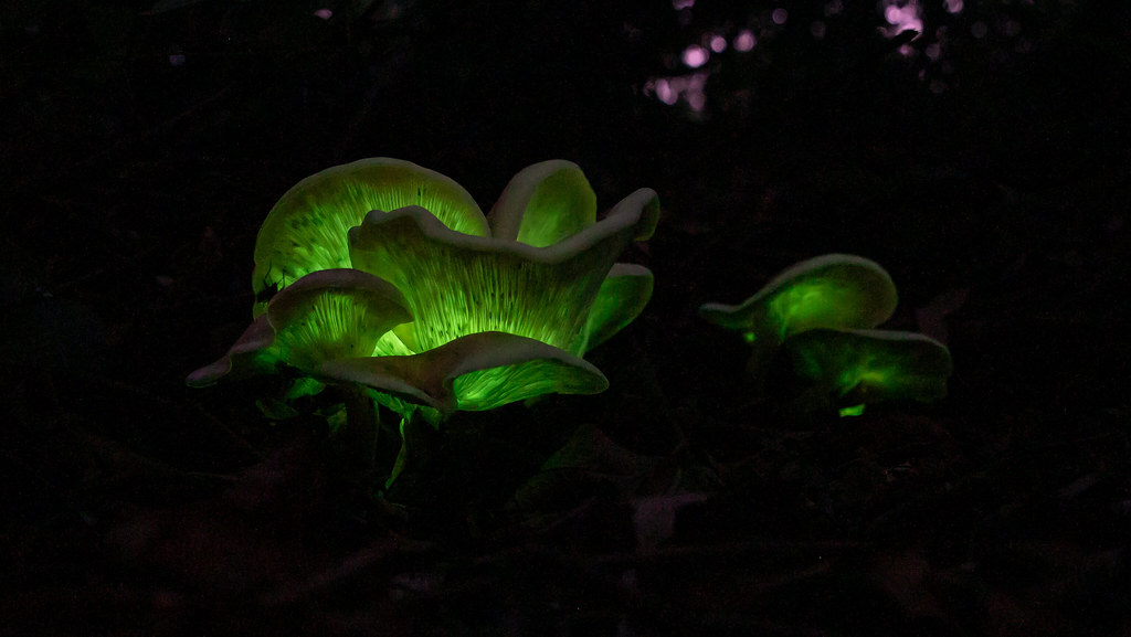 The Chemical Magic Behind the Glow (Image Credits: Flickr)