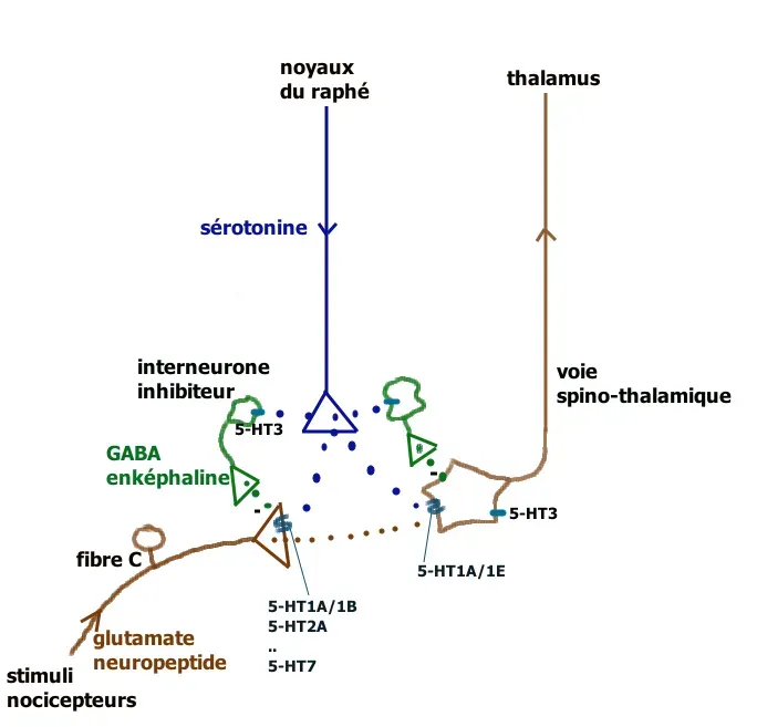 Rethinking Relief: Beyond Pills and Quick Fixes (Image Credits: Wikimedia)