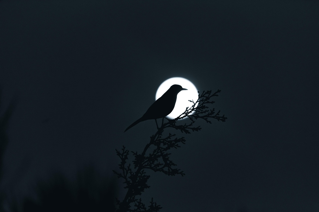 The Science Behind Lunar Influence (Image Credits: Pixabay)