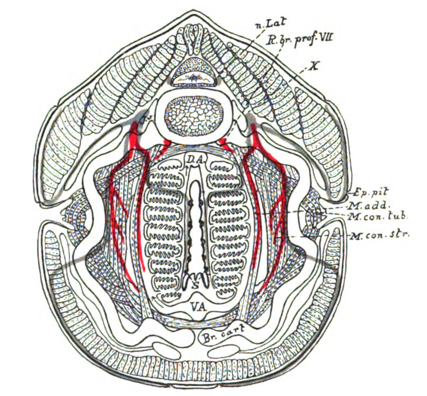 Two-Way Traffic on the Vagus Highway (Image Credits: Wikimedia)