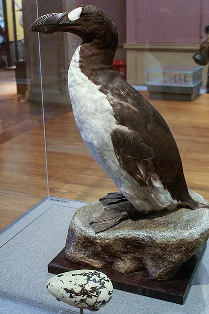3. Great Auk (Pinguinus impennis) (From geograph.org.uk, CC BY-SA 2.0)