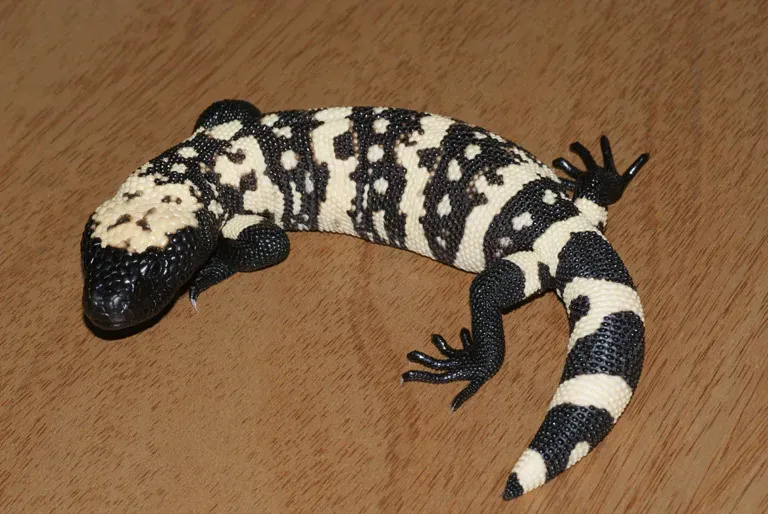 The Gila Monster: A Venomous Marvel of the Desert (Image Credits: Wikimedia)