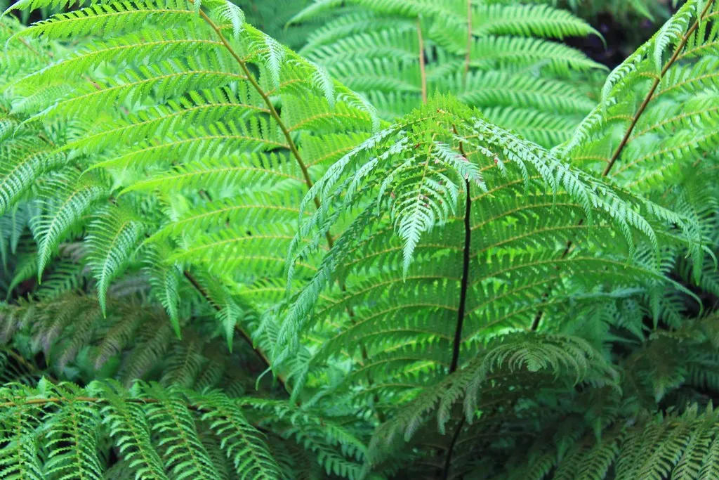 Could Plants Have Anything Like Emotions Or Consciousness? (Image Credits: Flickr)