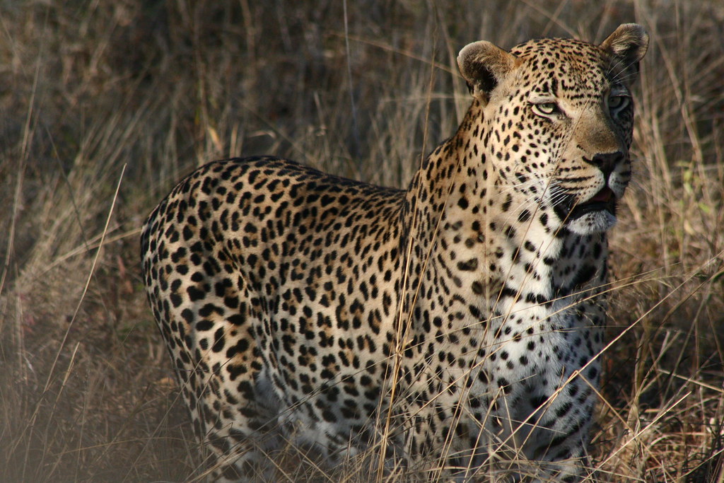 Virgo: The Calculated Leopard (Image Credits: Flickr)
