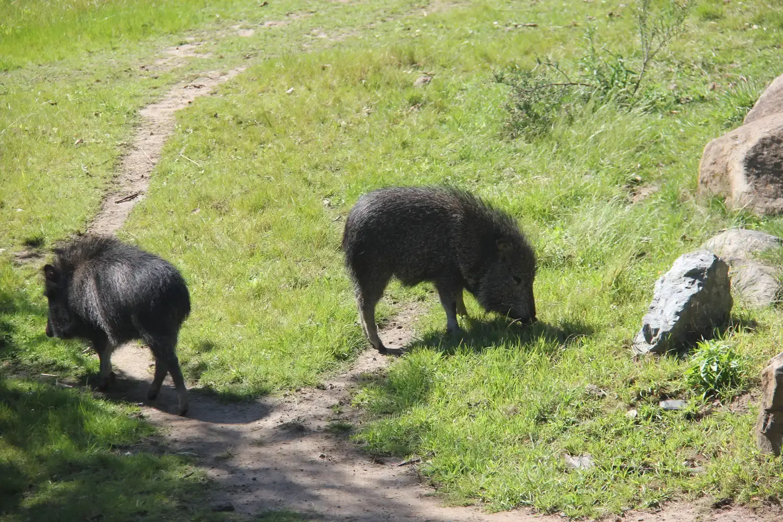 #6 – The Chacoan Peccary: A “Fossil” Pig-Like Animal Found Alive in Paraguay (Chacoan Peccary, CC BY-SA 2.0)
