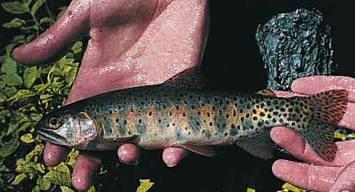 Colorado’s DNA Detective Work: Greenback Cutthroat Trout (Image Credits: Wikimedia)