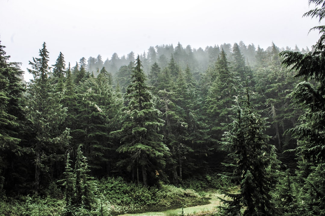 The Future Landscape (Image Credits: Unsplash)