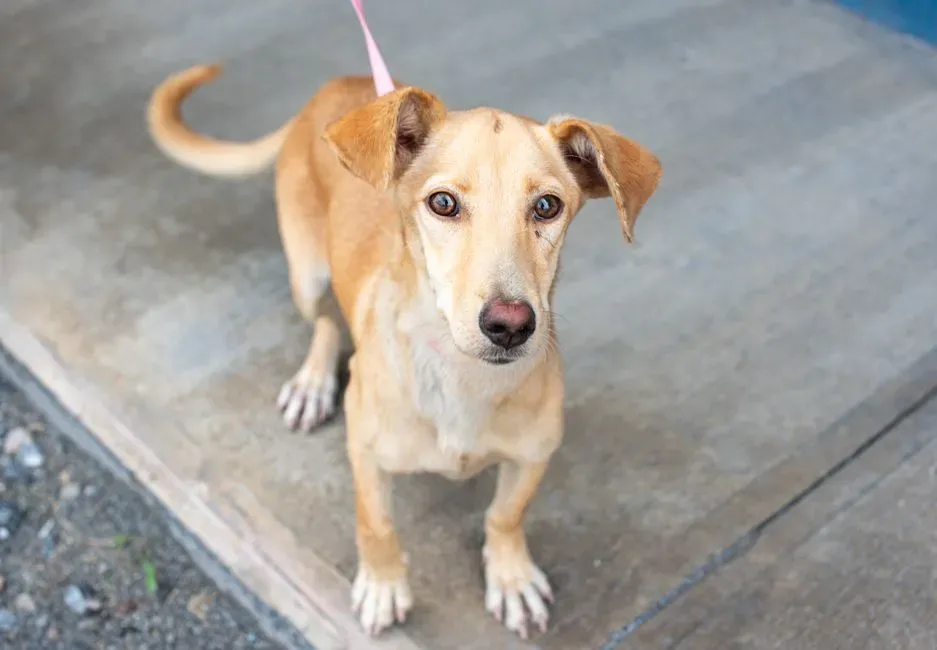 Leo: Why You Should Never Adopt a Shy, Nervous Rescue Mix (Image Credits: Pexels)