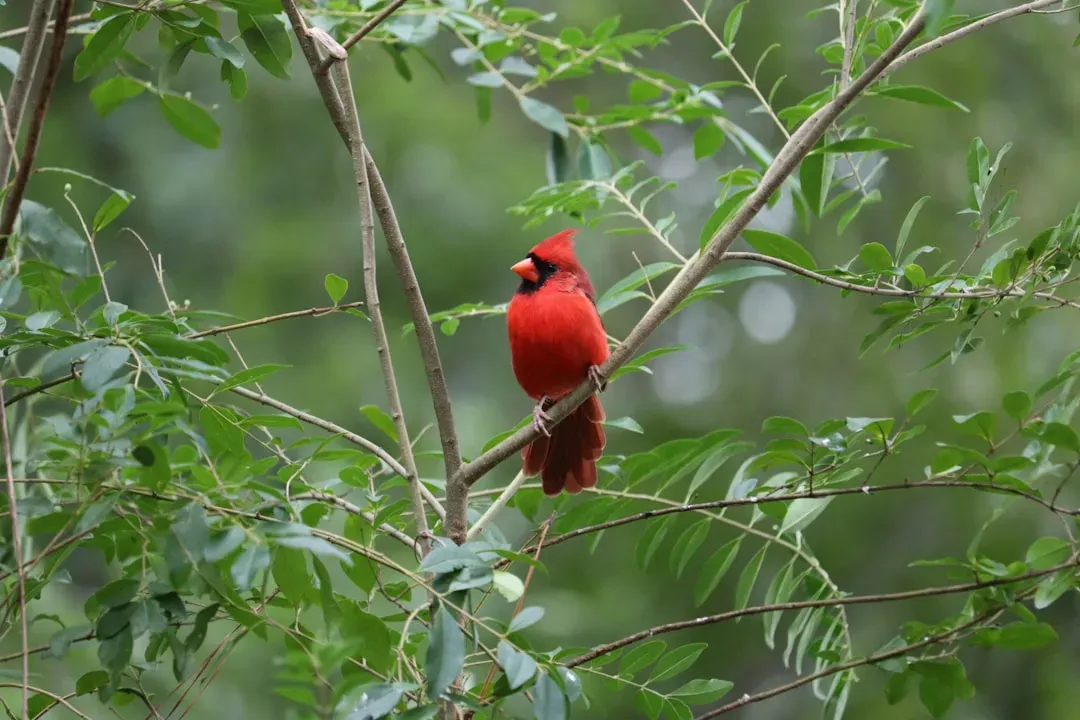 Why Cardinals Naturally Gravitate Toward Thickets, Not Hardware (Image Credits: Unsplash)