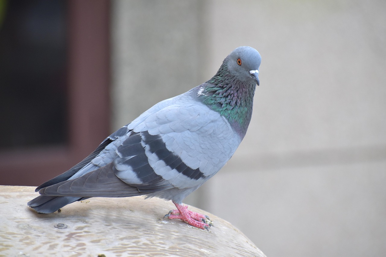 Homing Pigeon (Image Credits: Pixabay)