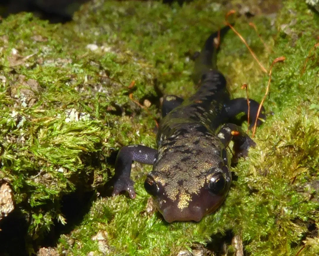 Hellbender – America’s Giant Salamander and Clean-Water Alarm (Image Credits: Unsplash)